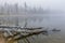 Trees in water in Stanley Lake.