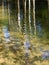 Trees waterreflection