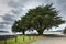 Trees at Whatipu Point on Huia Bay.