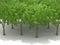 Trees on a white background with shadows  3d