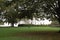 Trees on the White House Lawn