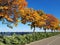 Trees wiht autumn`s foliage. The road goes into the distance. Bright blue sky. Autumn