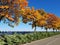 Trees wiht autumn`s foliage. The road goes into the distance. Bright blue sky. Quay. Autumn landscape