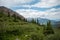 Trees in a wilderness area in Colorado