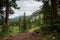 Trees in a wilderness area in Colorado