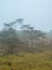 Trees in a windy and misty landscape. Picture from Kullen nature reserve, Scania, Sweden