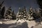 Trees in winter forest in the moonlight under the stars