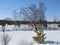 Trees in winter forest snowy tale