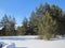 Trees in winter forest snowy tale