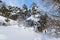 Trees in a winter landscape on the plateau of Vercors