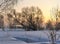 Trees on a winter morning