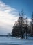 Trees in wintry landscape