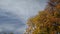 Trees with yellow beautiful foliage sway in the sunlight against the blue sky