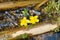 Trees, yellow flowers and water