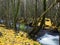 Trees and yellow leaves on the river