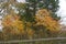 The trees are yellow and orange during the fall and along the forest trail