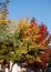 Trees with yellow and red leaves sunlit Vigonza a town in the province of Padua in the Veneto (Italy)