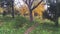 Trees with yellowed leaves in the autumn park