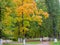 Trees with yellowing foliage along the path in the autumn park.