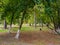 Trees with yellowing foliage in autumn park in the afternoon.