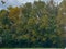 Trees with Yellowing Leaves on a Bright Fall Morning