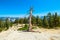 Trees at Yosemite summit