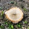 Treestump from a Scots pine / Pinus sylvestris