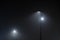 treet light`s beam in foggy night. Dense fog.