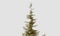 Treetop of Abies guatemalensis pine tree on isolated white background. Nature and object concept. 3D illustration rendering