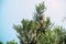 Treetop araucaria angustifolia in summer