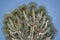 Treetop and Blue Sky