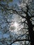 Treetop in early spring standing out against the sun in blue sky