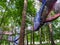 Treetop net trampoline park in forest