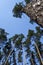 Treetop of pine trees in sunlight