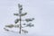 Treetop spruce over snow. Heavy snowfall, poor visibility and winter weather conditions. Little pine tree, copy space