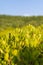 Treetop view of golden Prong Thong forest