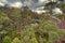 Treetop walk in Walpole Southwest Australia