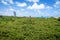 Treetop of World`s Largest Cashew Tree - Pirangi, Rio Grande do Norte, Brazil