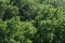 Treetops aerial top view green tree forest different species cultivar background texture sustainable