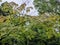 Treetops against blue sky