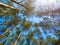 Treetops on a background of blue sky swaying in the wind. Crowns in Pine wood forest