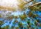 Treetops on a background of blue sky swaying in the wind. Crowns in Pine wood forest