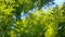 Treetops in a beautiful green forest