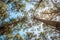 Treetops and blue sky - looking up trees inside forest