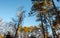 Treetops of different trees with green and orange leaves in the woodland forest with blue sky above nature concept selective focus