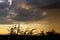 Treetops and foliage silhouetted against a sunset