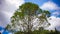 Treetops framing the sunny blue sky