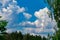 Treetops framing the sunny blue sky. Spring, forest