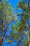 Treetops framing the sunny blue sky. Spring, forest