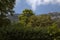 Treetops and mountains with clear sky in summer